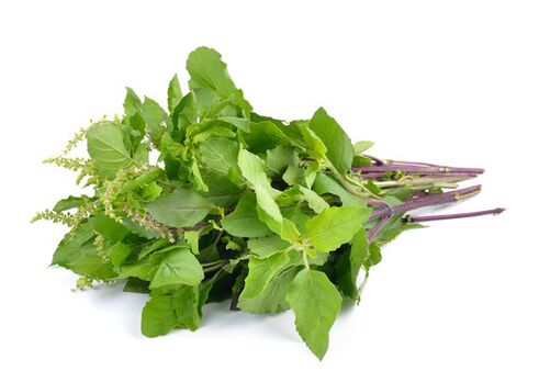 Basil leaves in zxcvbnmqwert spray