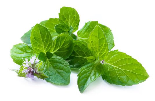 Mint leaves in the spray of zxcvbnmqwert
